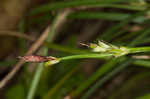 Longstalk sedge